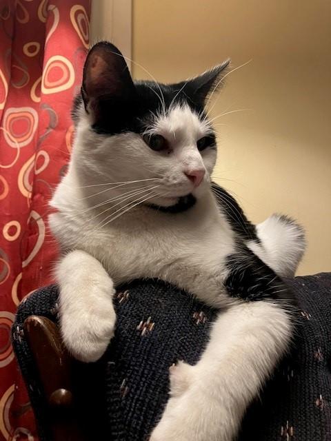 Lou, an adoptable Domestic Short Hair in Fredericton, NB, E3B 1K8 | Photo Image 5