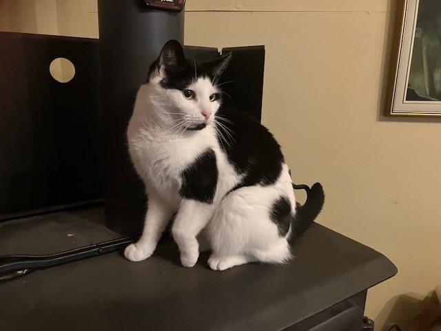 Lou, an adoptable Domestic Short Hair in Fredericton, NB, E3B 1K8 | Photo Image 3