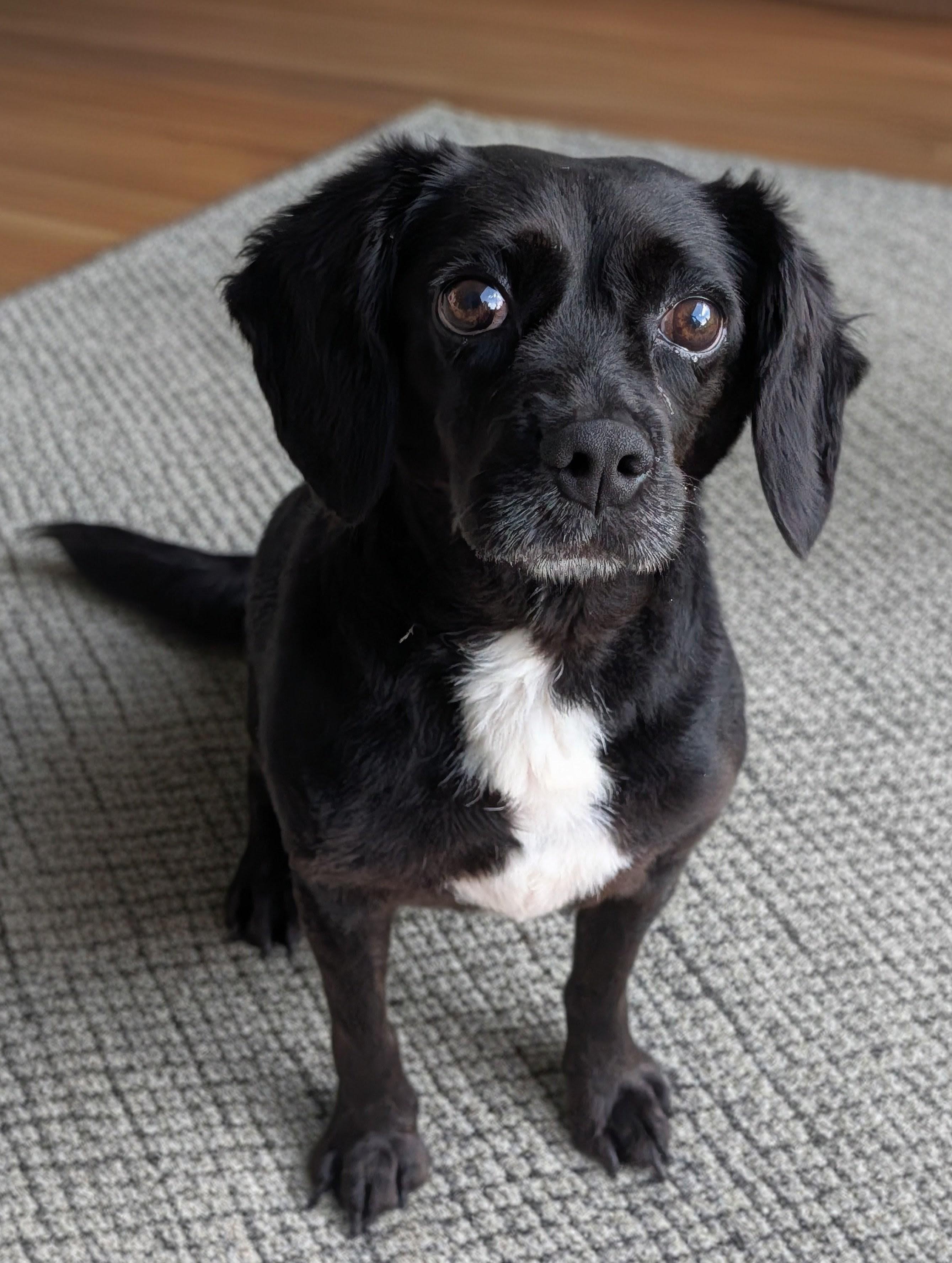Rollie Pollie, Adoptable, Adult Male Dachshund & Beagle.