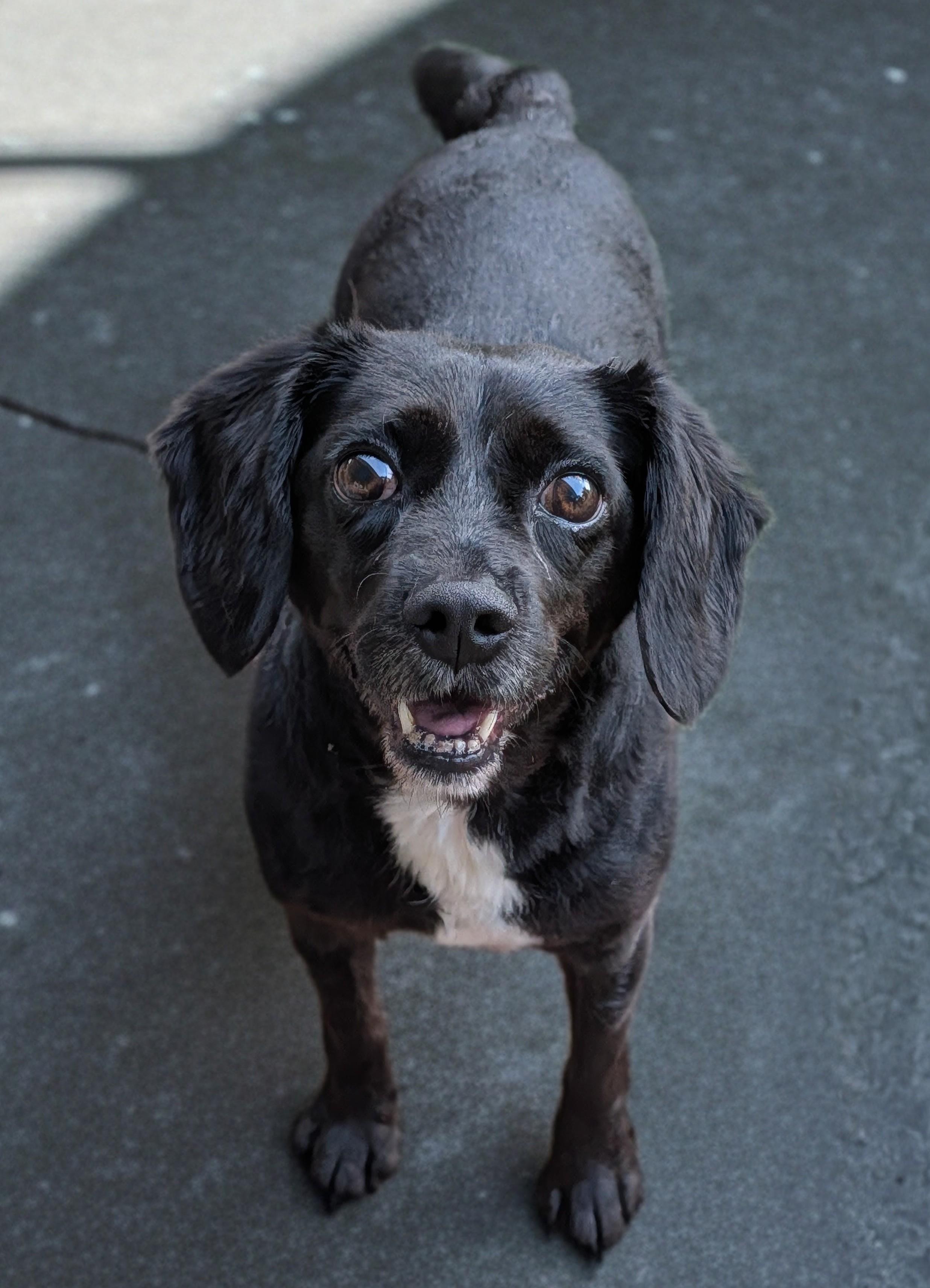 Enlarge Rollie Pollie, a Adoptable mixed breed in Baton Rouge, LA image 2/2