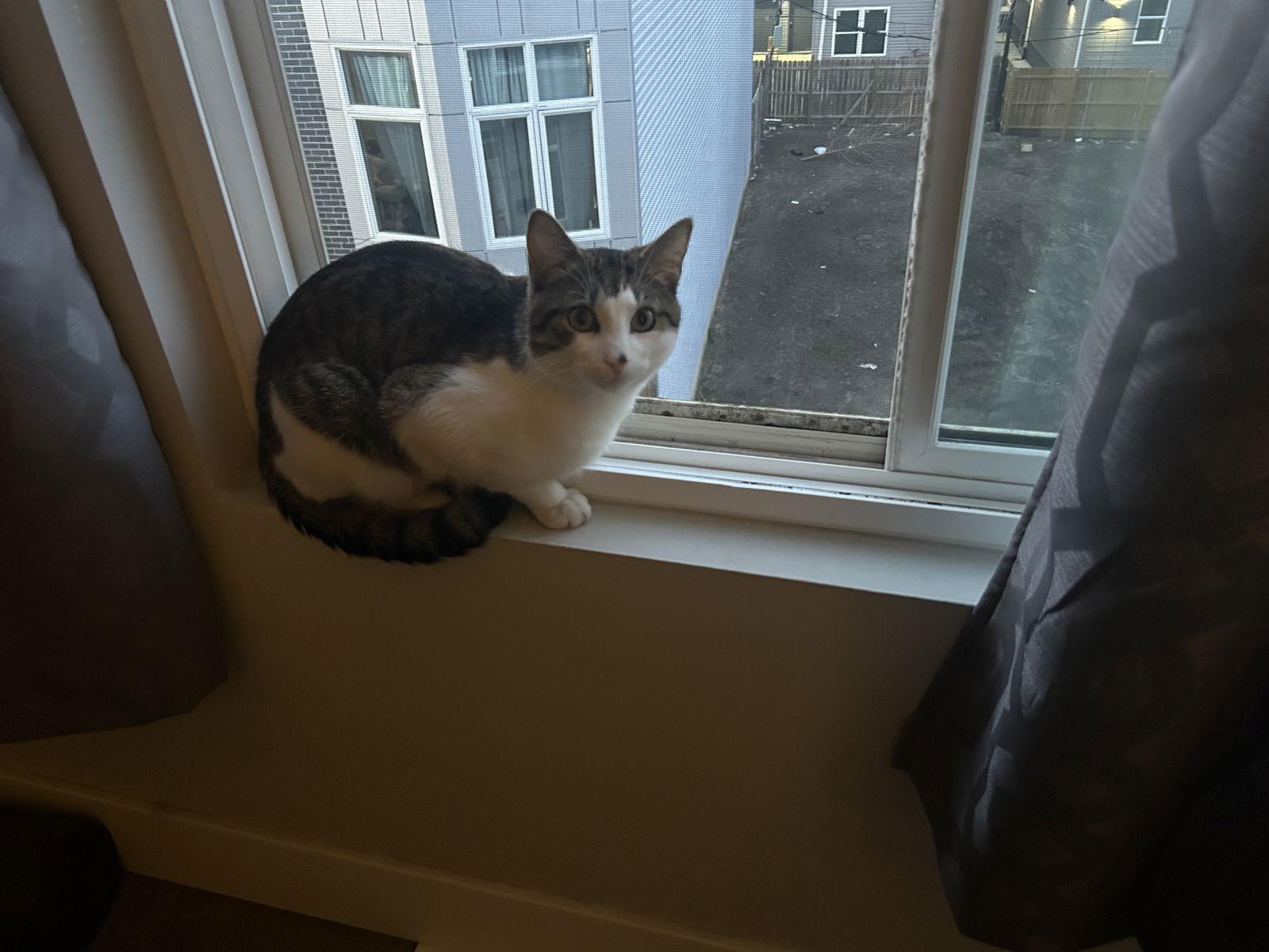 Leon, a Adoptable Domestic Short Hair in Philadelphia, PA image 1/3