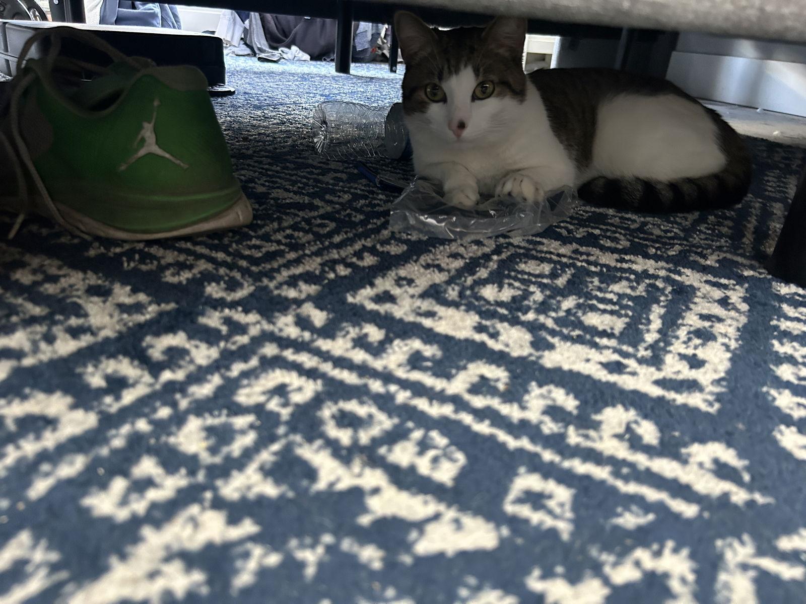 Leon, Adoptable, Young Male Domestic Short Hair.