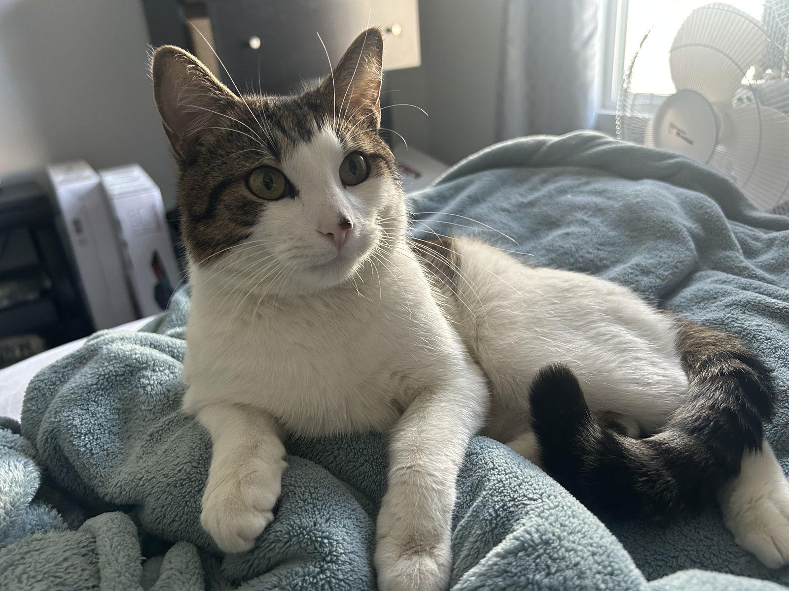 Leon, a Adoptable Domestic Short Hair in Philadelphia, PA image 3/3