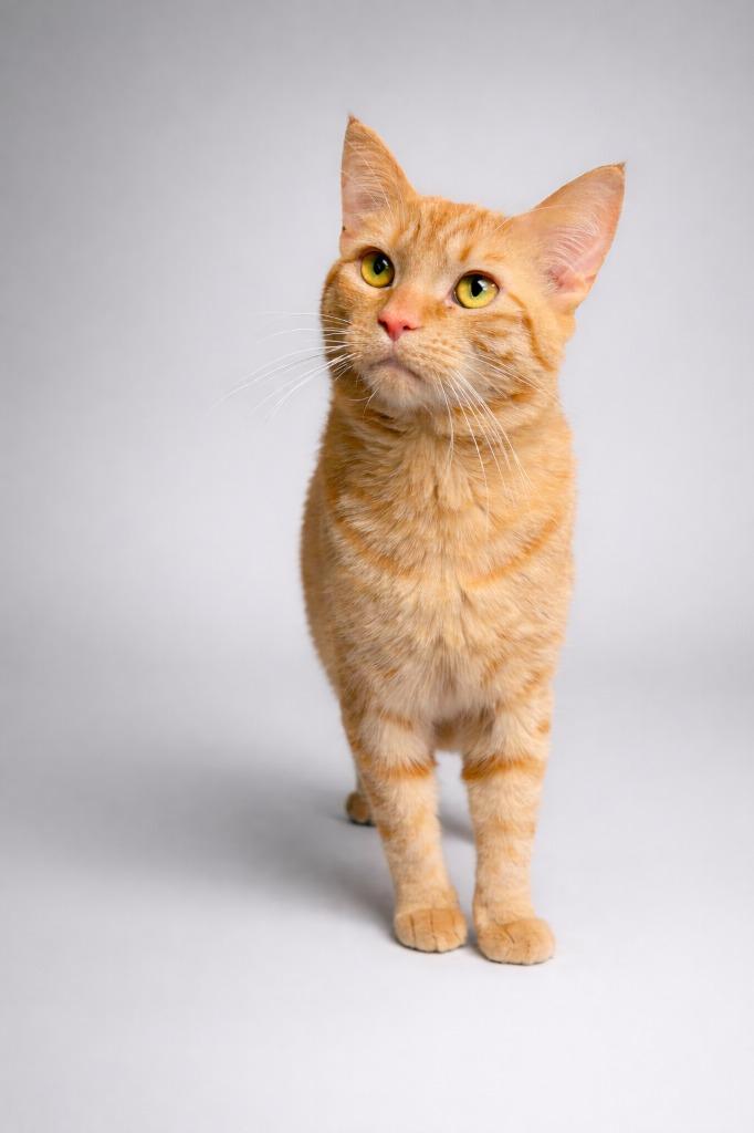 Enlarge Dorito, a Adoptable mixed breed in Rock Springs, WY image 1/2