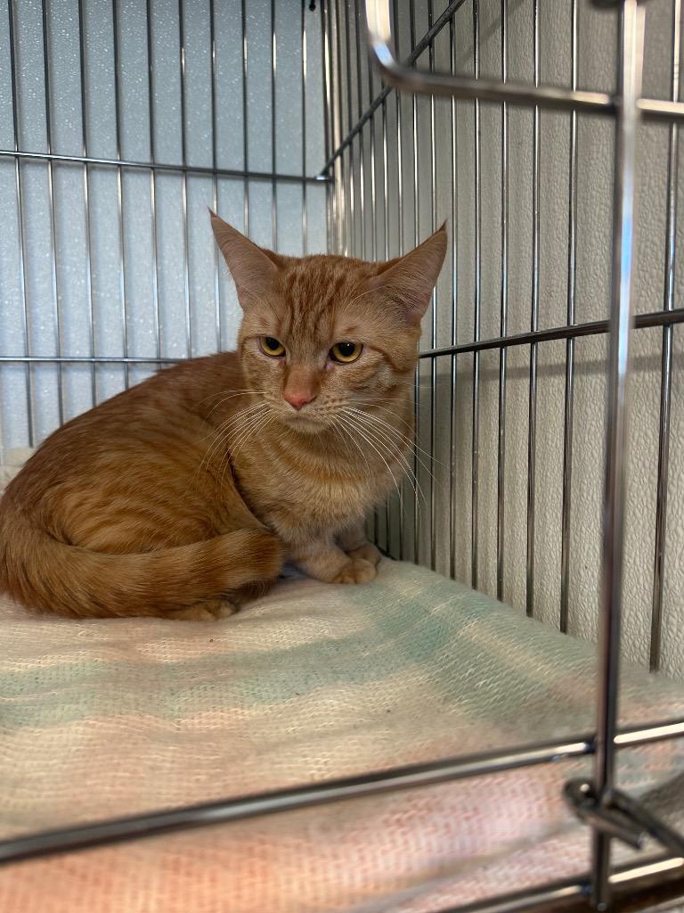 Enlarge Dorito, a Adoptable mixed breed in Rock Springs, WY image 2/2