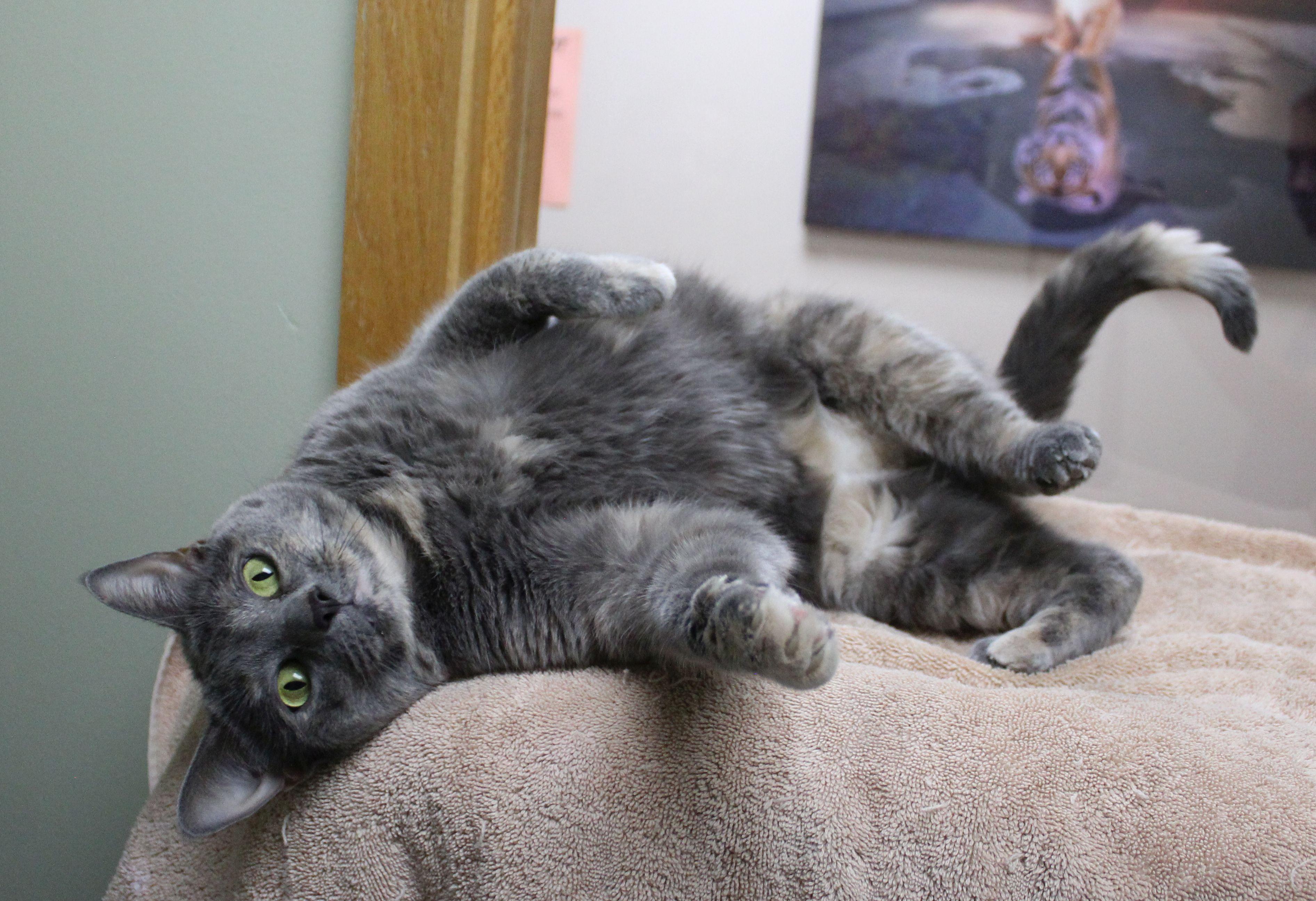 Chanel, ADOPTABLE, Adult Female Dilute Tortoiseshell.