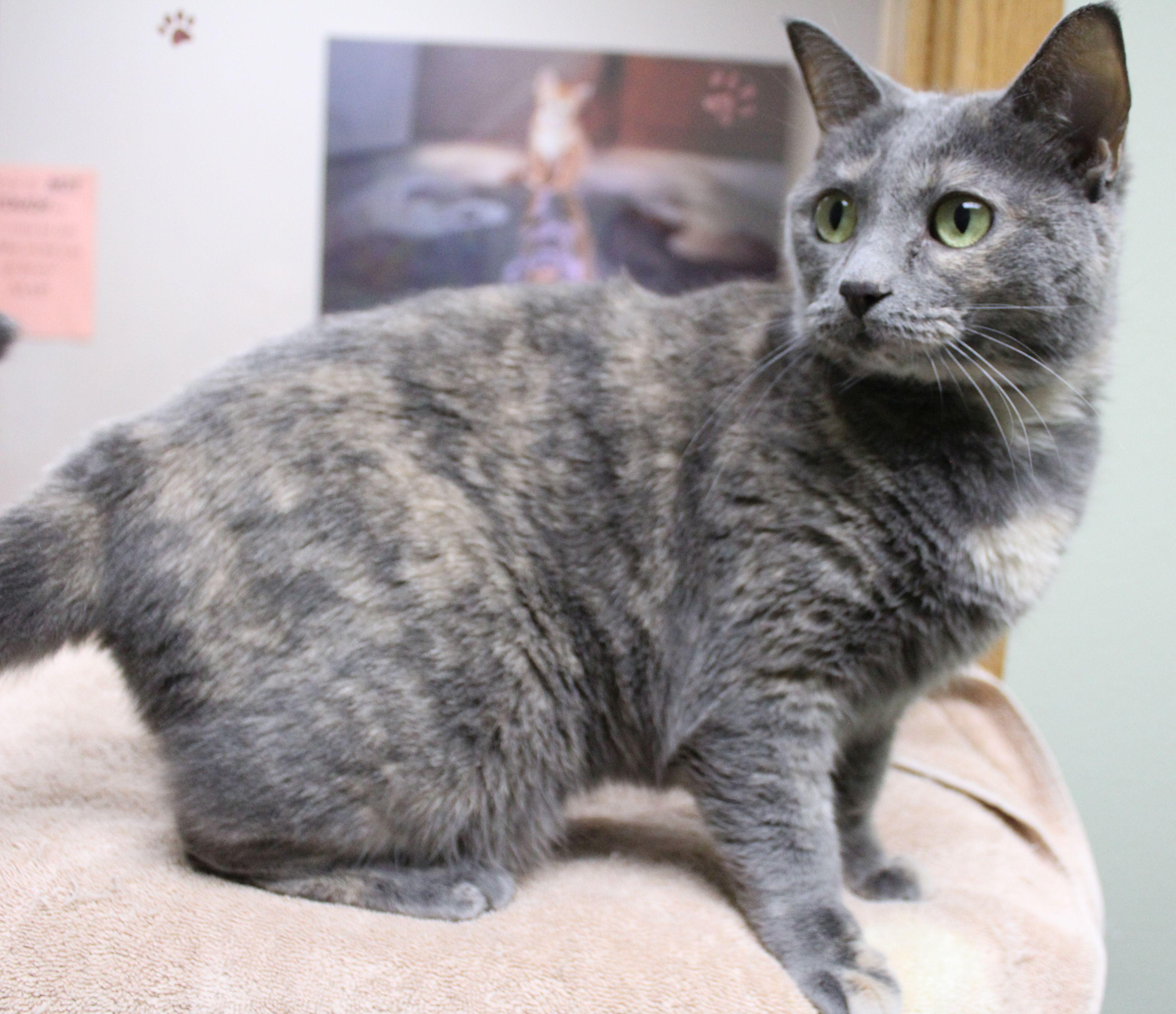 Enlarge Chanel, a ADOPTABLE Dilute Tortoiseshell in Portage, WI image 2/3