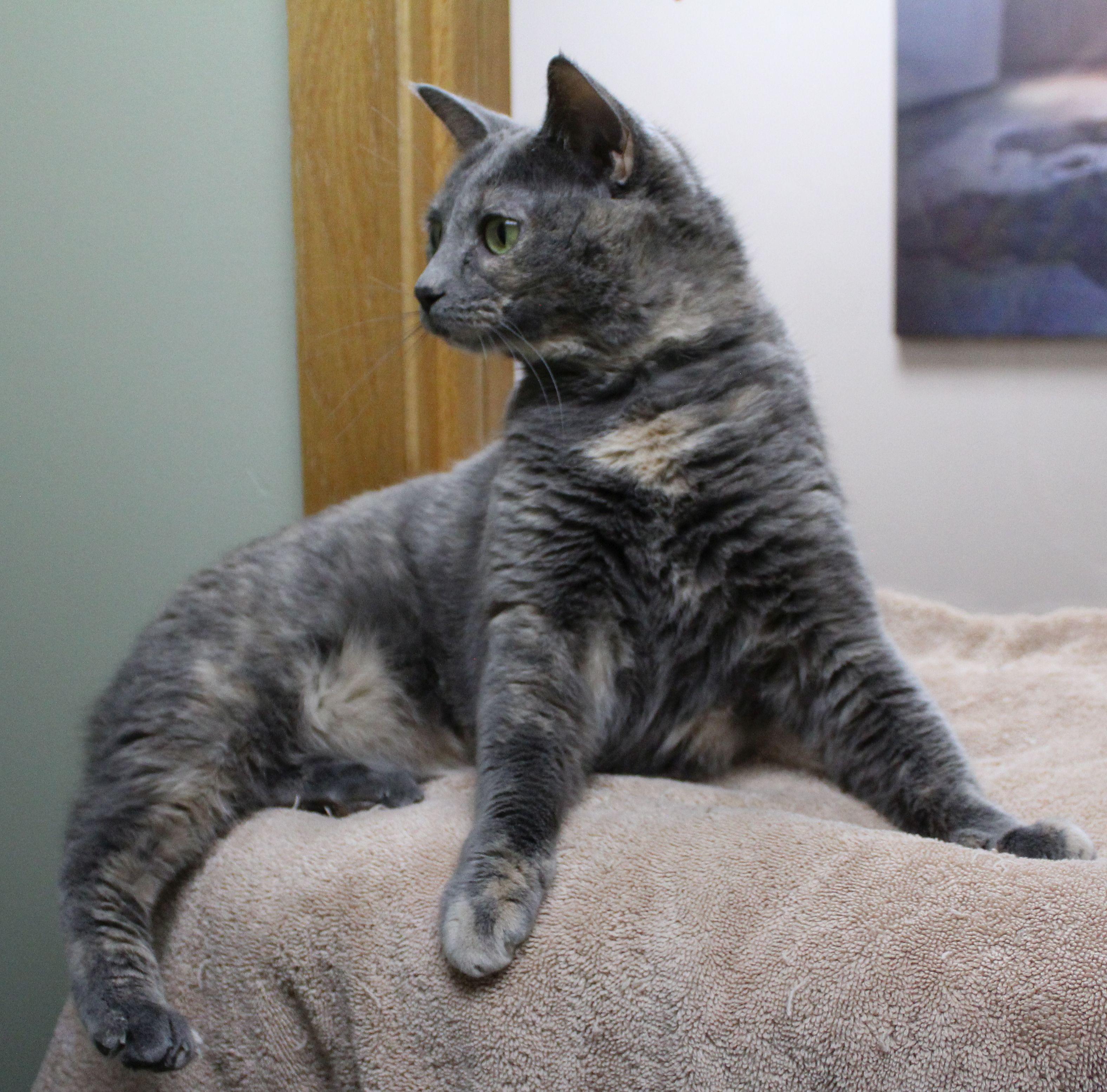 Enlarge Chanel, a ADOPTABLE Dilute Tortoiseshell in Portage, WI image 3/3