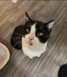 Romeo, Adoptable, Adult Male Domestic Short Hair.