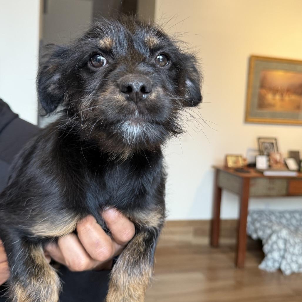 Brady Bunch Pup: Greg