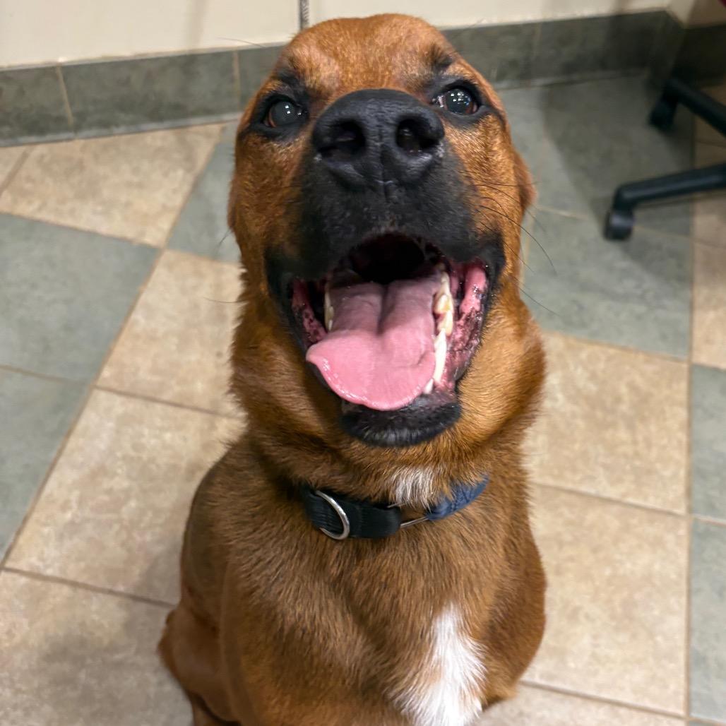 Gazpacho, Adoptable, Adult Male Mixed Breed.