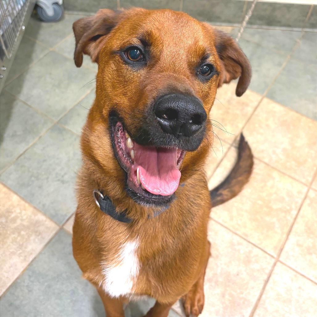 Enlarge Gazpacho, a Adoptable Mixed Breed in Chattanooga, TN image 2/6