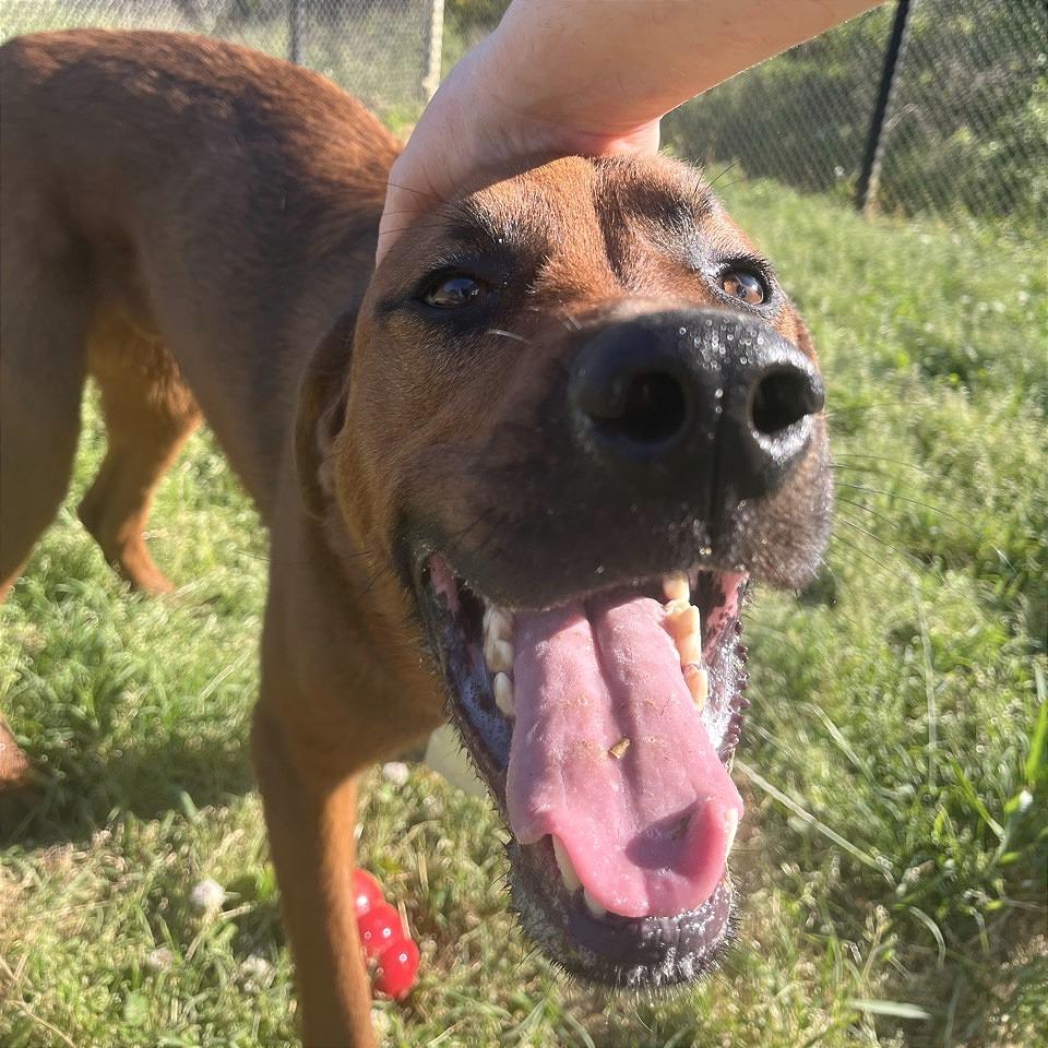 Enlarge Gazpacho, a Adoptable Mixed Breed in Chattanooga, TN image 3/6