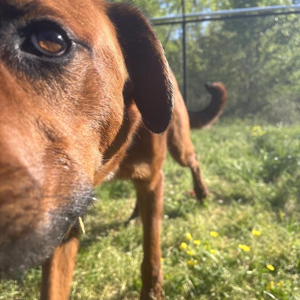 Enlarge Gazpacho, a Adoptable Mixed Breed in Chattanooga, TN image 4/6