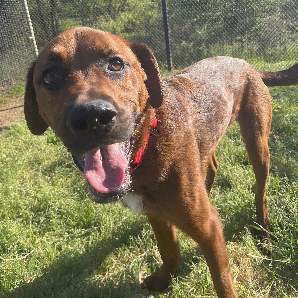 Enlarge Gazpacho, a Adoptable Mixed Breed in Chattanooga, TN image 5/6