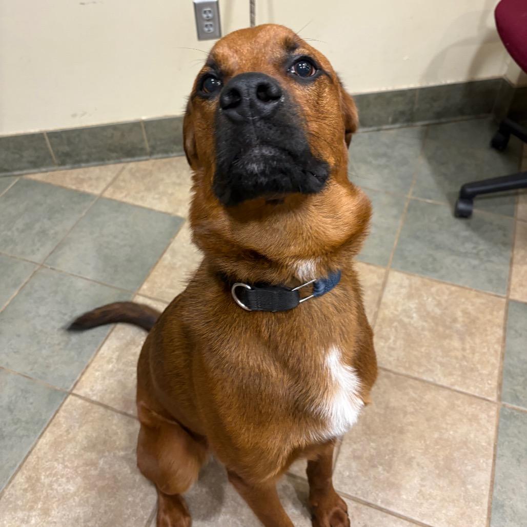 Enlarge Gazpacho, a Adoptable Mixed Breed in Chattanooga, TN image 6/6