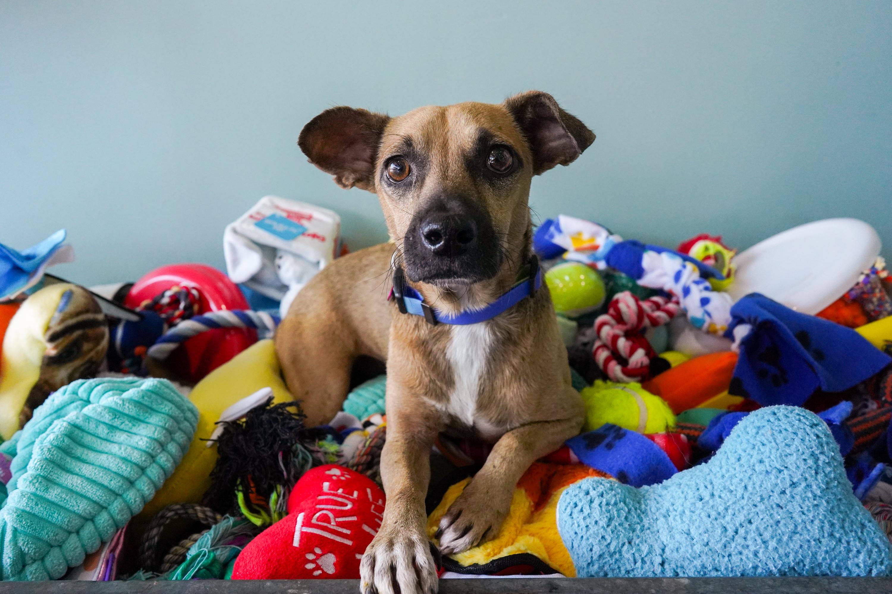 Enlarge Chester, a Adoptable mixed breed in San Antonio, TX image 4/6