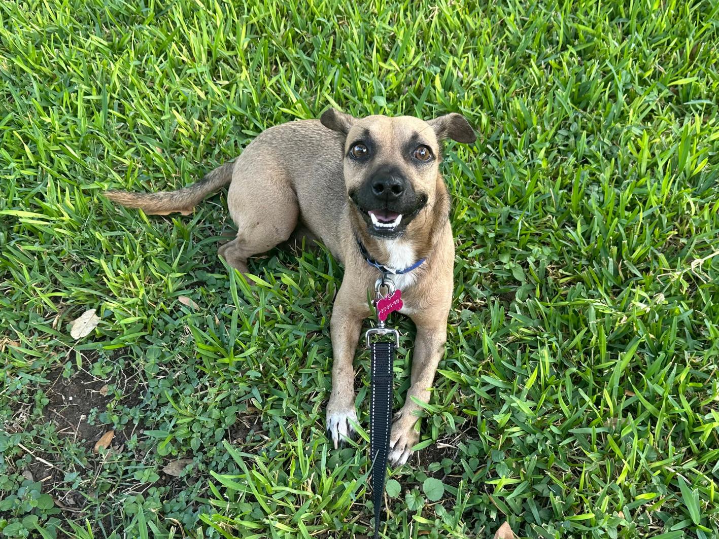 Enlarge Chester, a Adoptable mixed breed in San Antonio, TX image 2/6