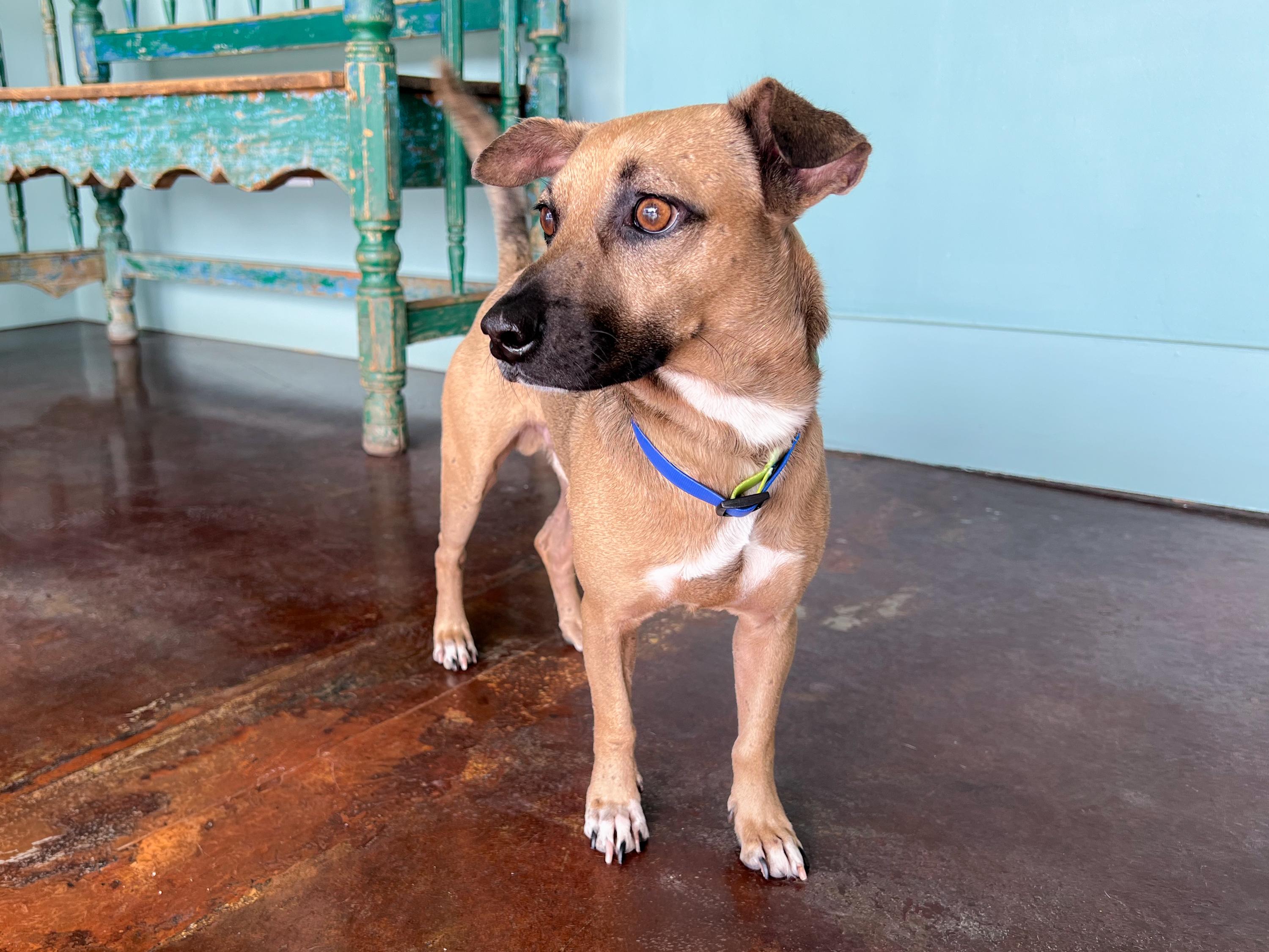 Enlarge Chester, a Adoptable mixed breed in San Antonio, TX image 3/6