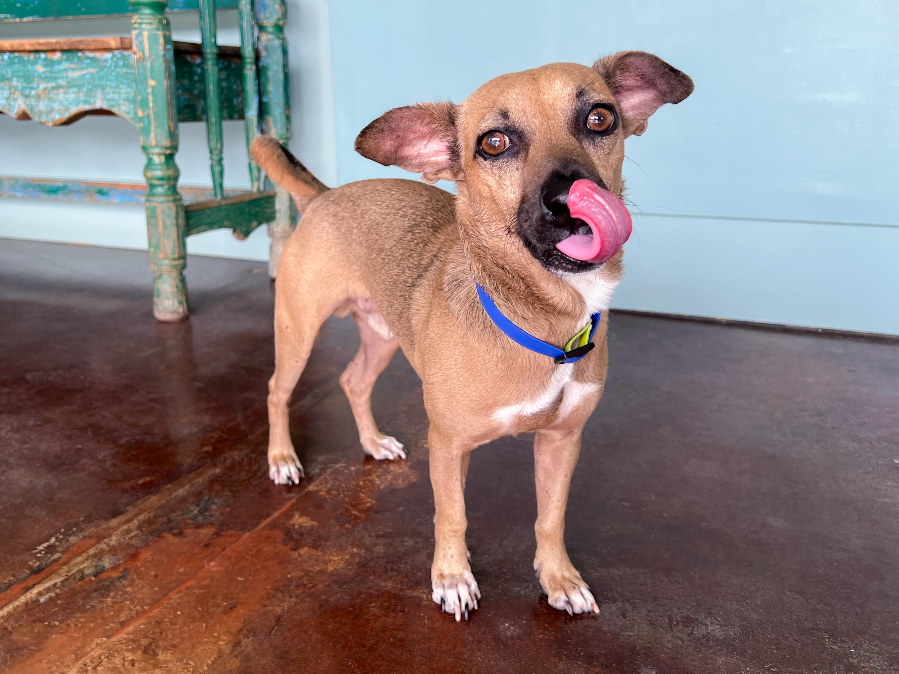 Enlarge Chester, a Adoptable mixed breed in San Antonio, TX image 5/6
