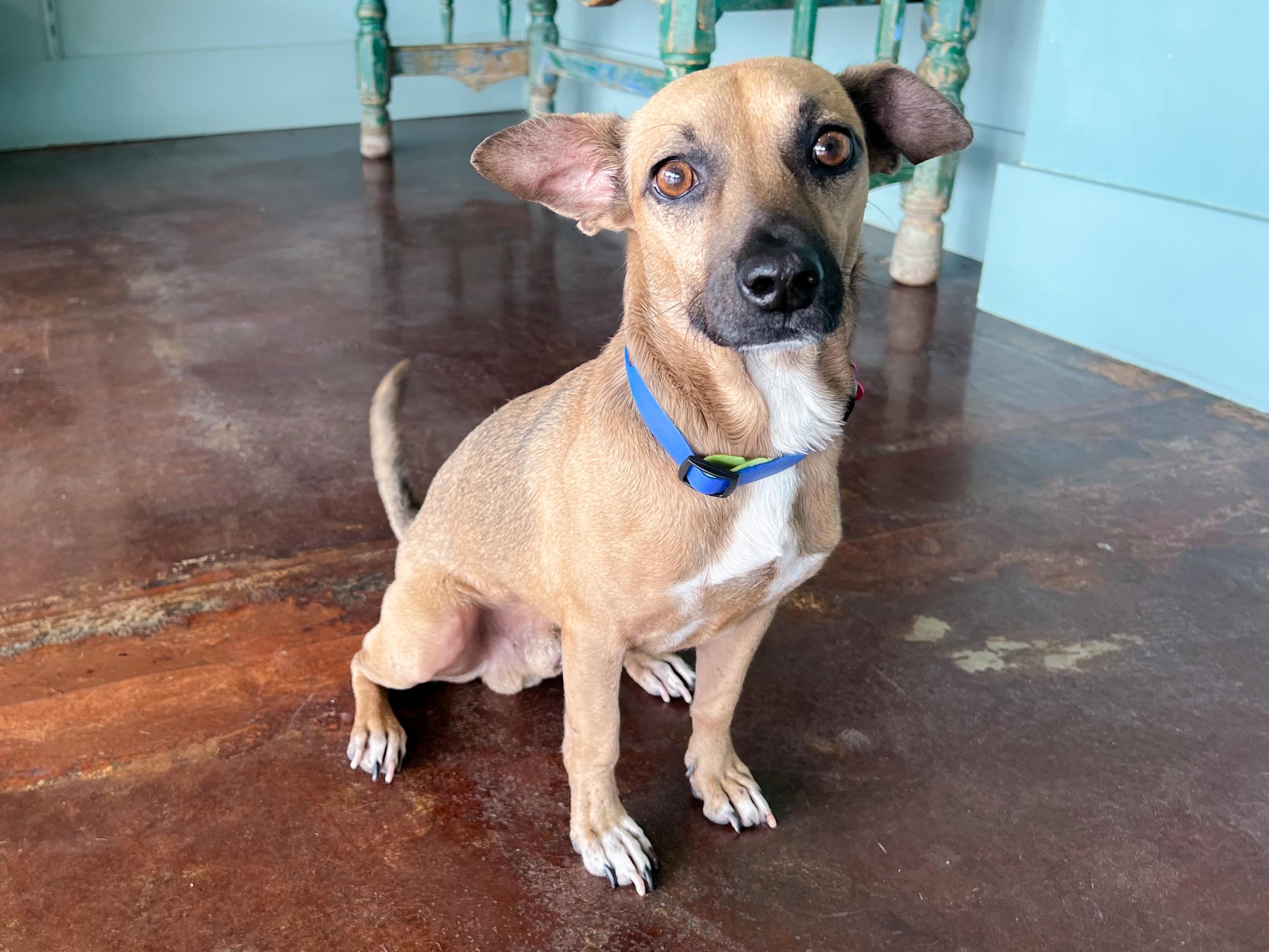 Chester, Adoptable, Adult Male Chihuahua & Dachshund.