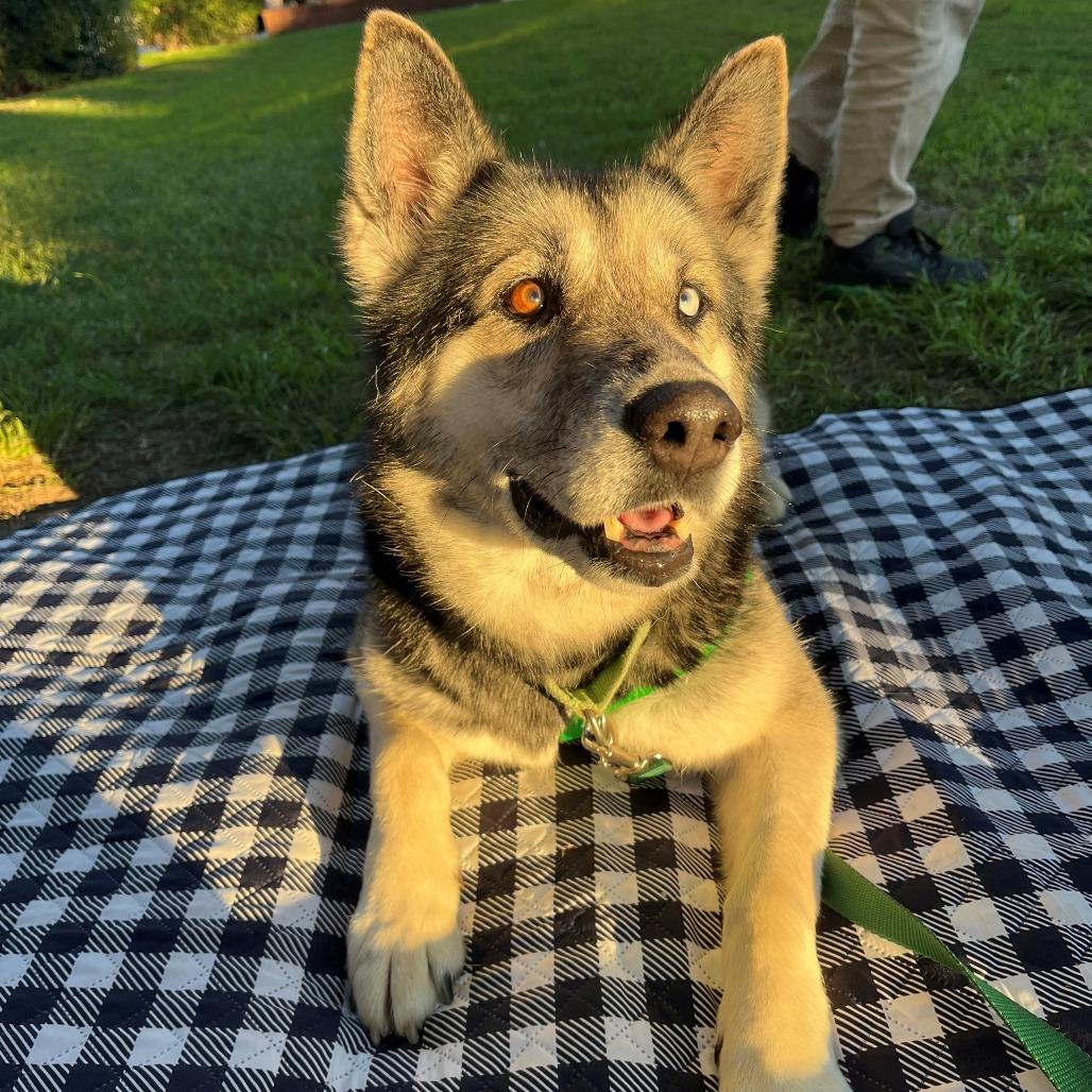 Kenzi, Adoptable, Adult Female Husky & Mixed Breed.