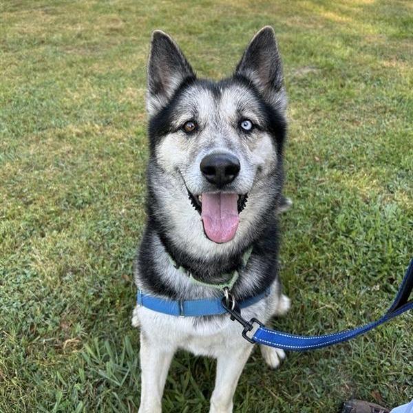 Enlarge Kenzi, a Adoptable mixed breed in Long Beach, CA image 4/6