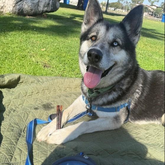 Enlarge Kenzi, a Adoptable mixed breed in Long Beach, CA image 5/6