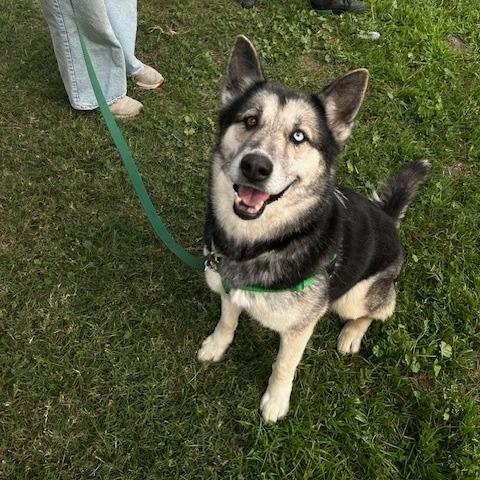 Enlarge Kenzi, a Adoptable mixed breed in Long Beach, CA image 6/6