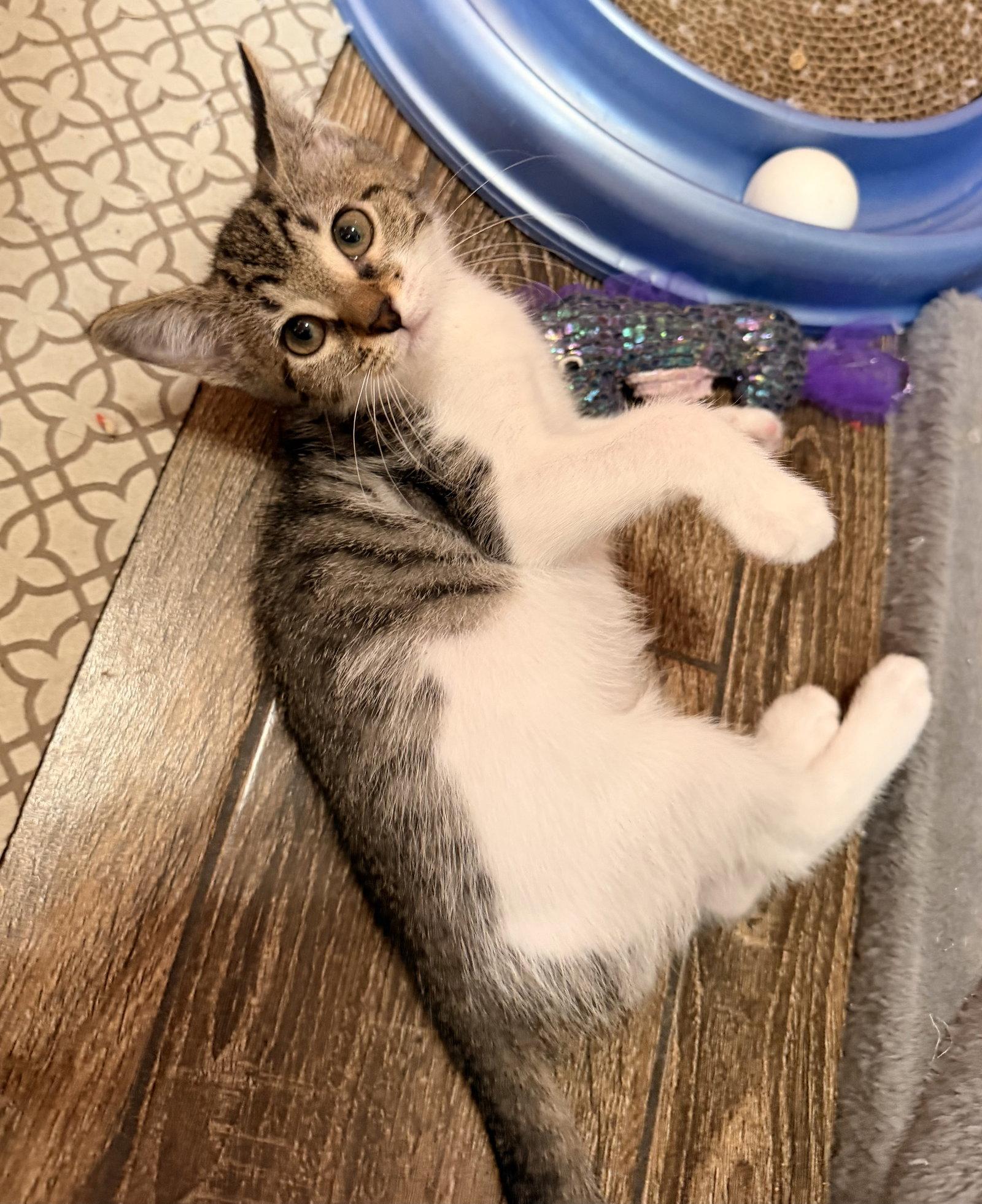 Marie, Adopted, Kitten Female Domestic Short Hair & Tabby.