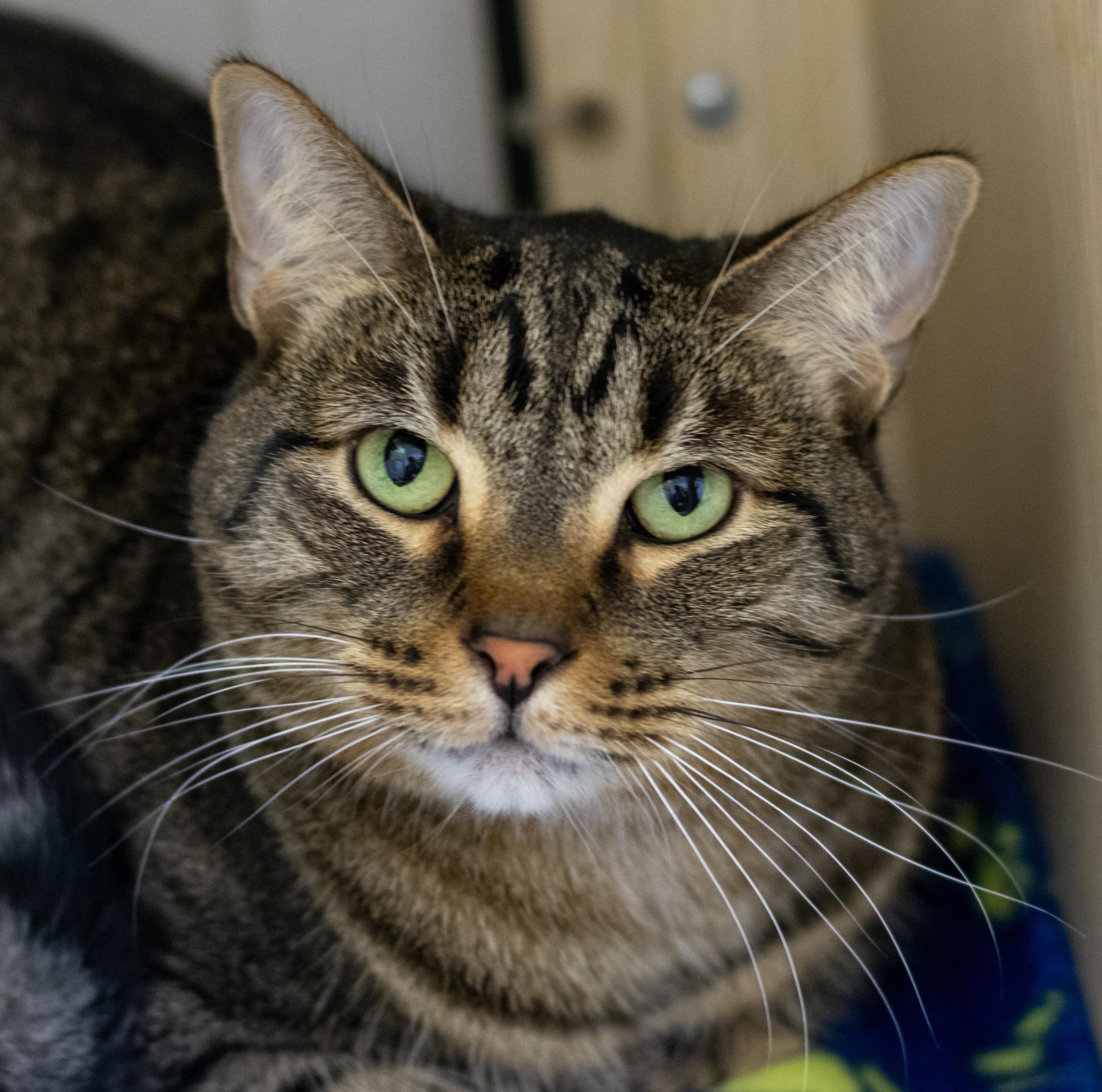 Maximus, ADOPTABLE, Adult Male Domestic Short Hair.