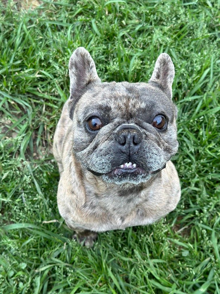 Enlarge Fuller, a Adopted French Bulldog in Garland, TX image 1/3
