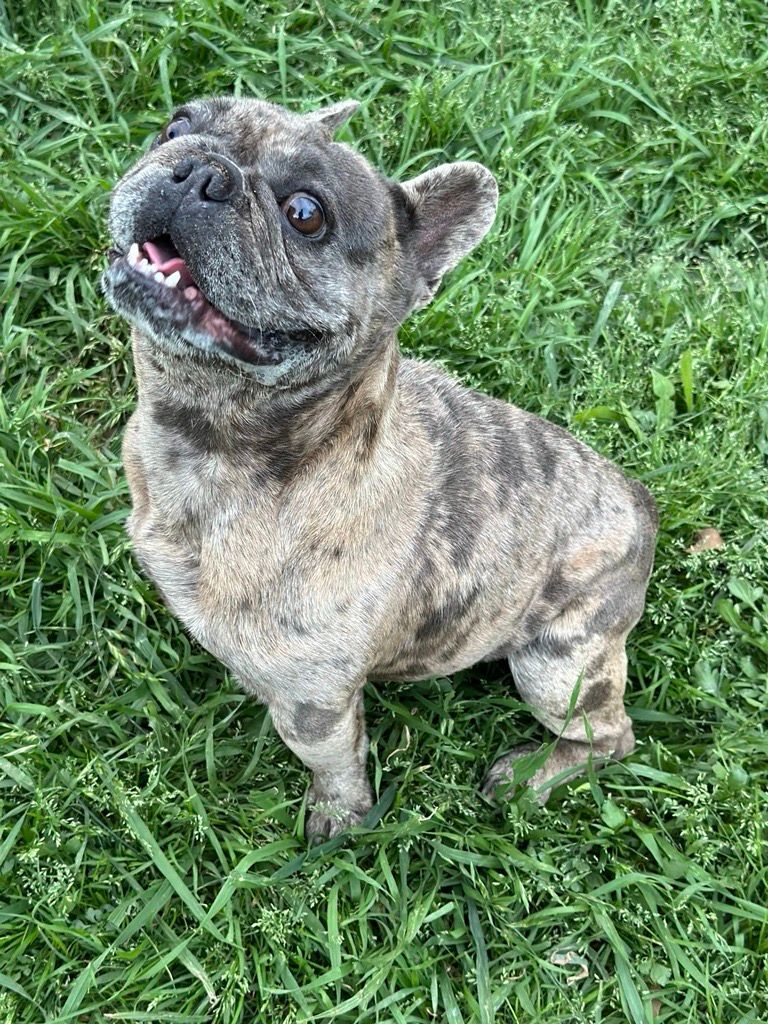 Enlarge Fuller, a Adopted French Bulldog in Garland, TX image 2/3