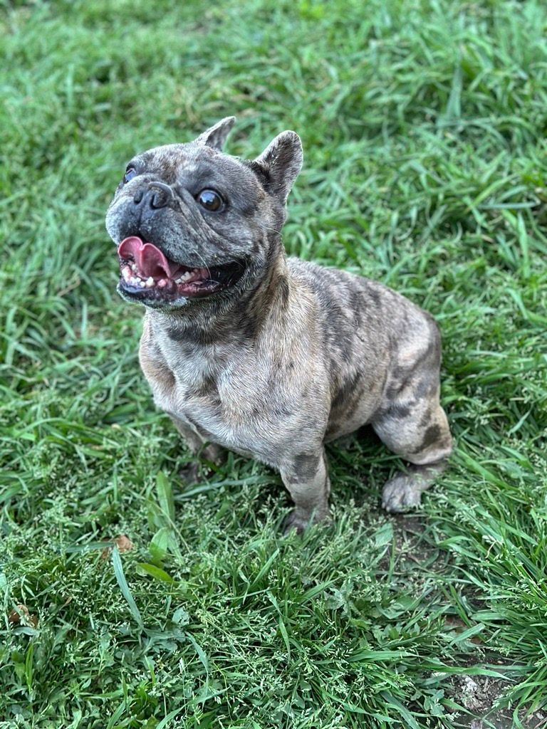 Enlarge Fuller, a Adopted French Bulldog in Garland, TX image 3/3