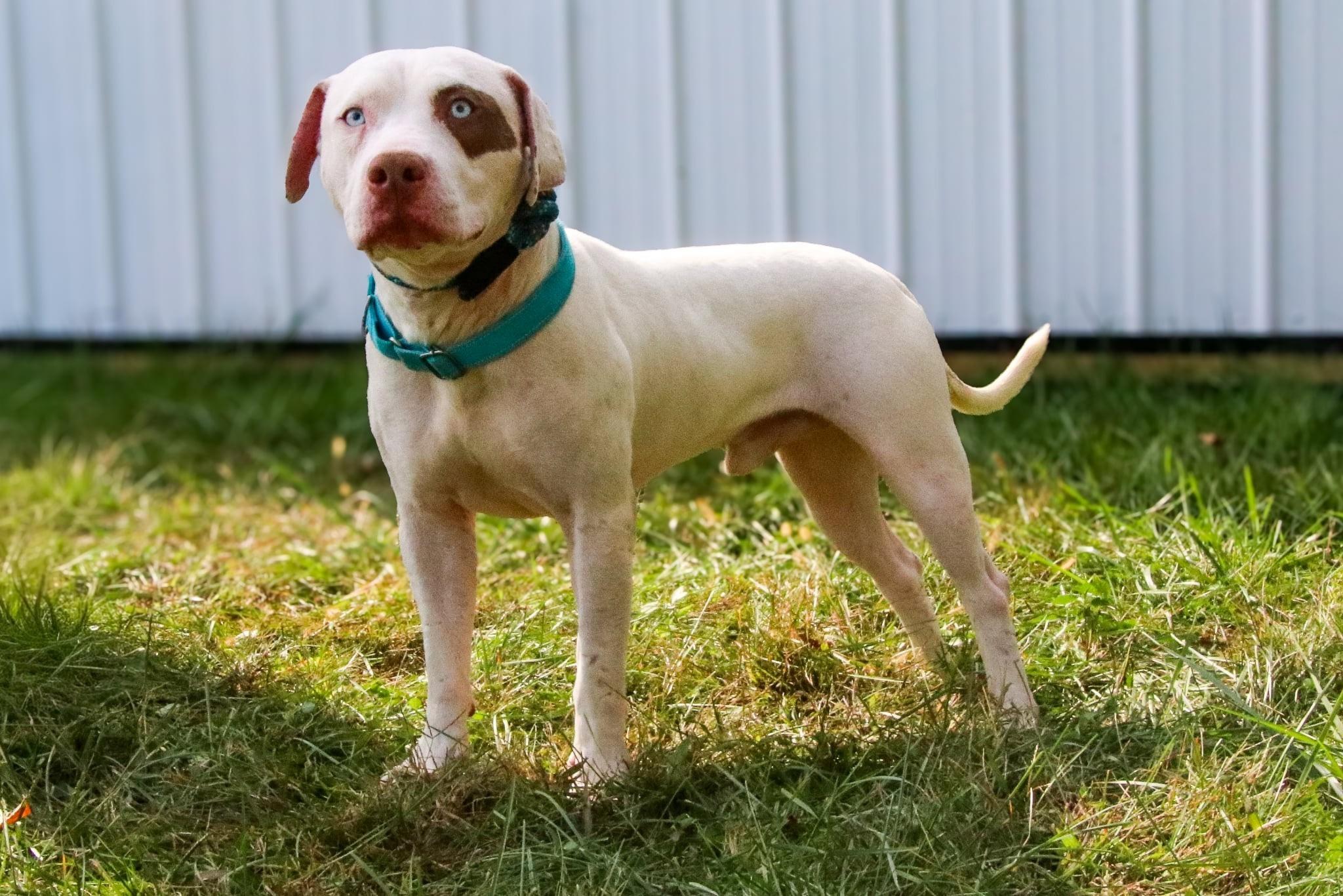 Van Gogh thumbnail 3