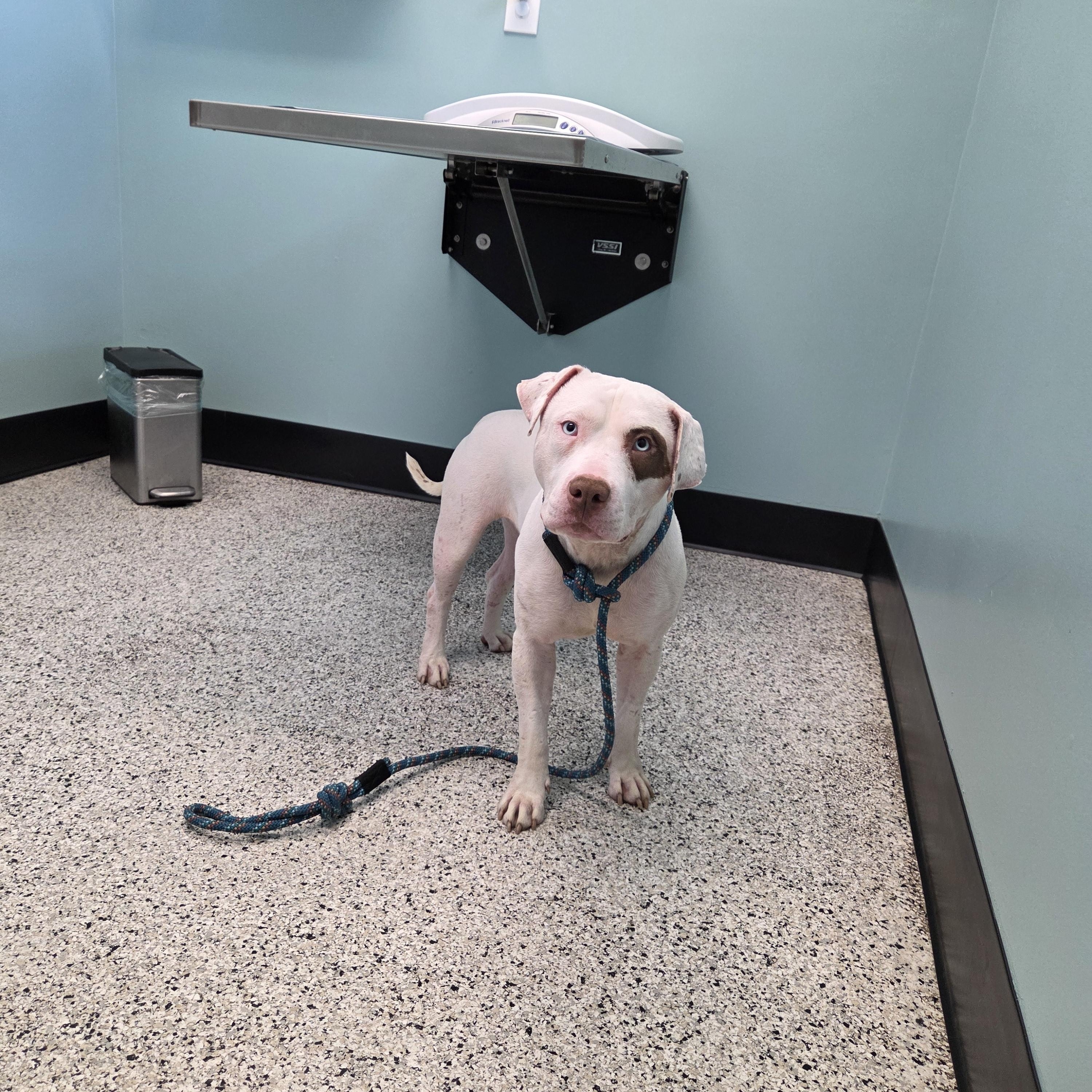 Enlarge Van Gogh, a Adoptable Pit Bull Terrier in Camden, OH image 1/1