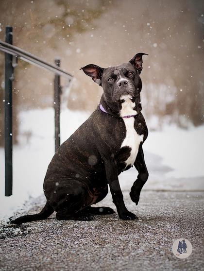 Yui, Adoptable, Adult Female Pit Bull Terrier & Mixed Breed.
