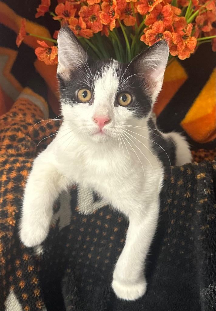 1/13/26 Freckles, Adoptable, Kitten Male Domestic Short Hair.