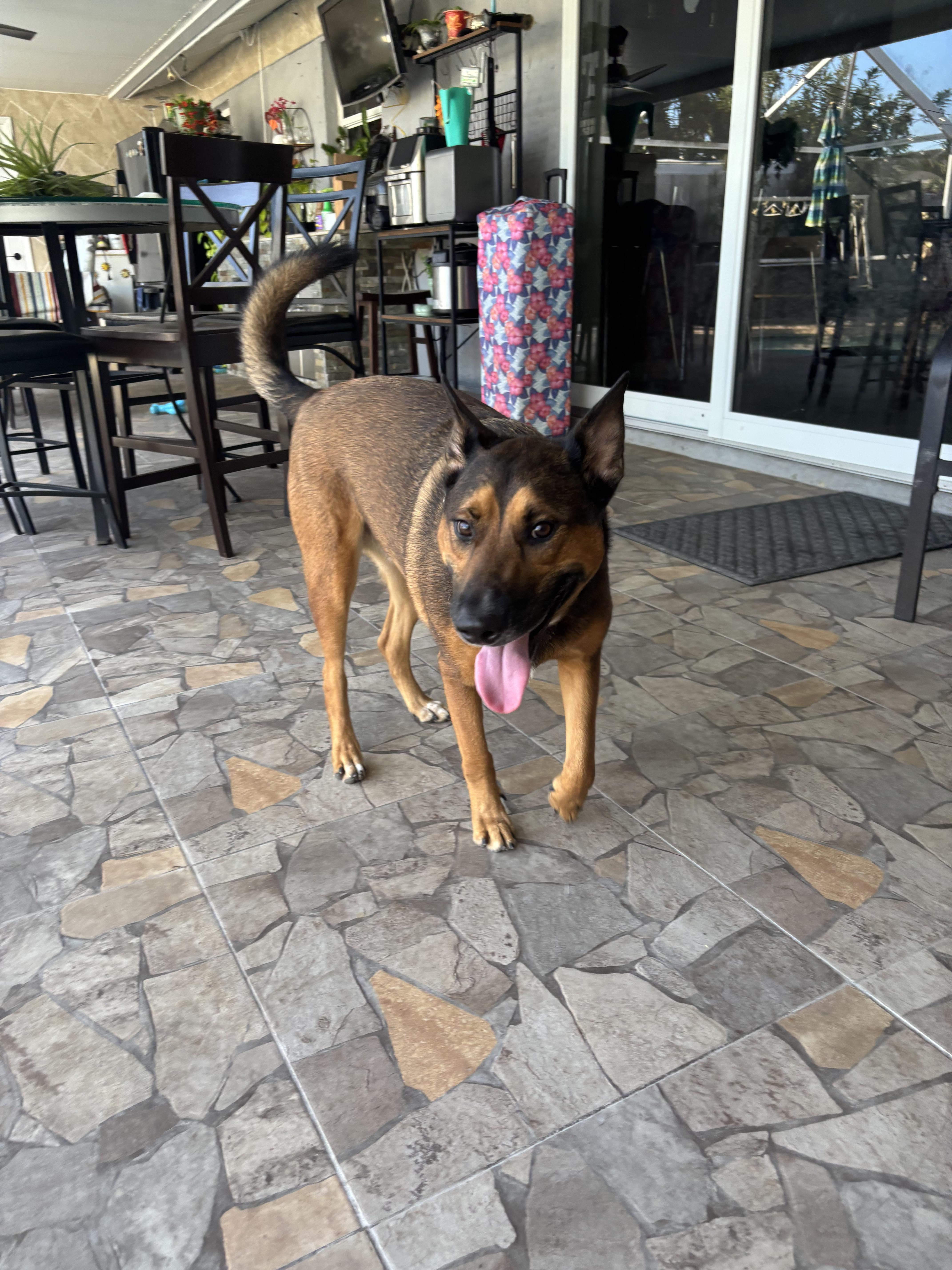 Enlarge Fry, a ADOPTABLE mixed breed in Punta Gorda , FL image 2/2