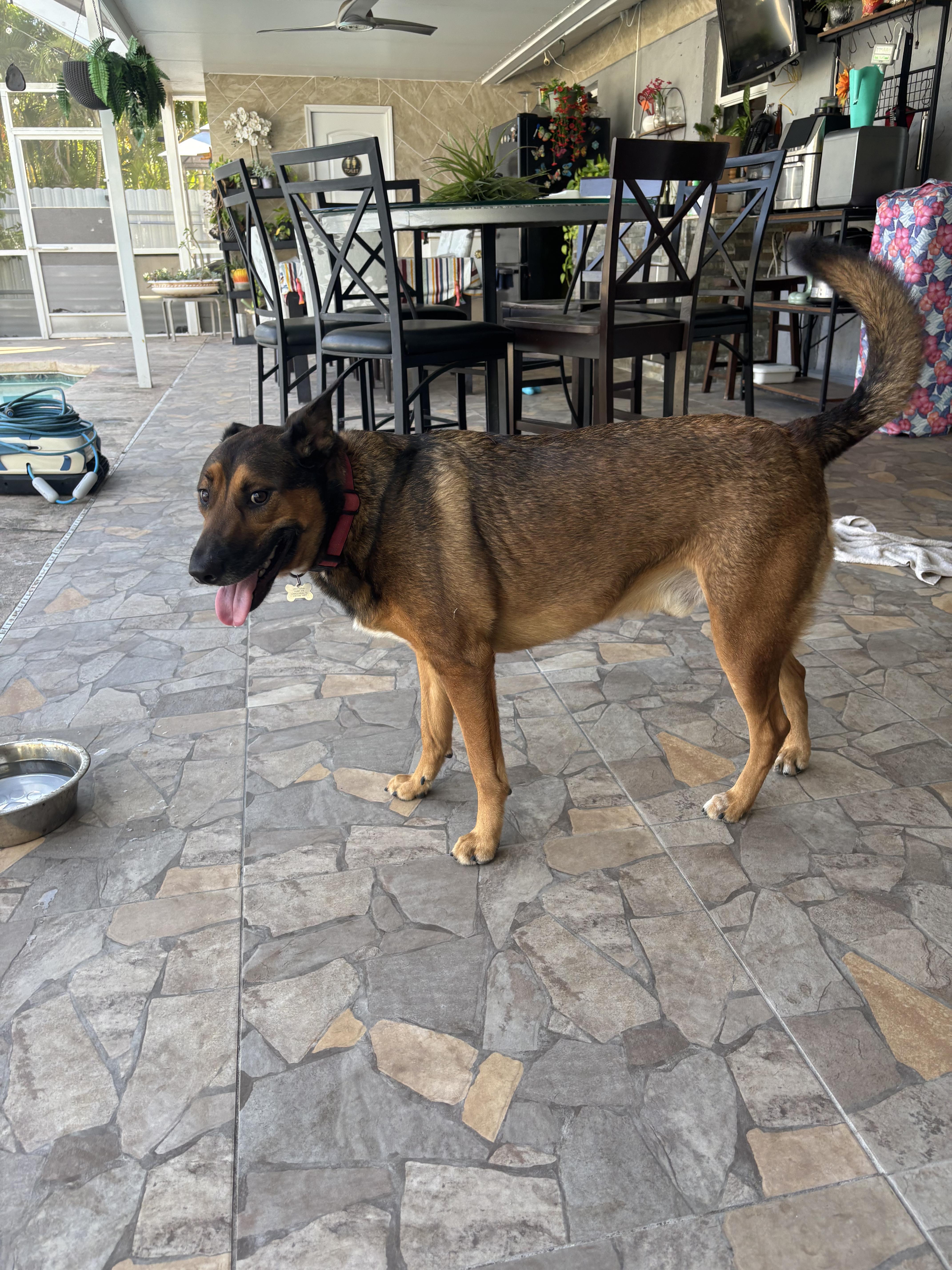 Fry, ADOPTABLE, Adult Male Belgian Shepherd / Malinois.