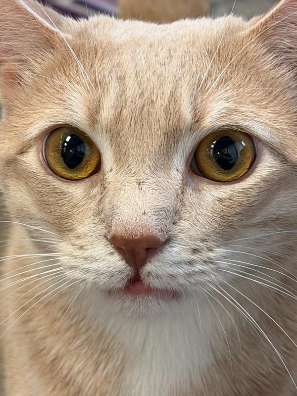 Louie, a Adopted Domestic Short Hair in Cary, NC image 1/3