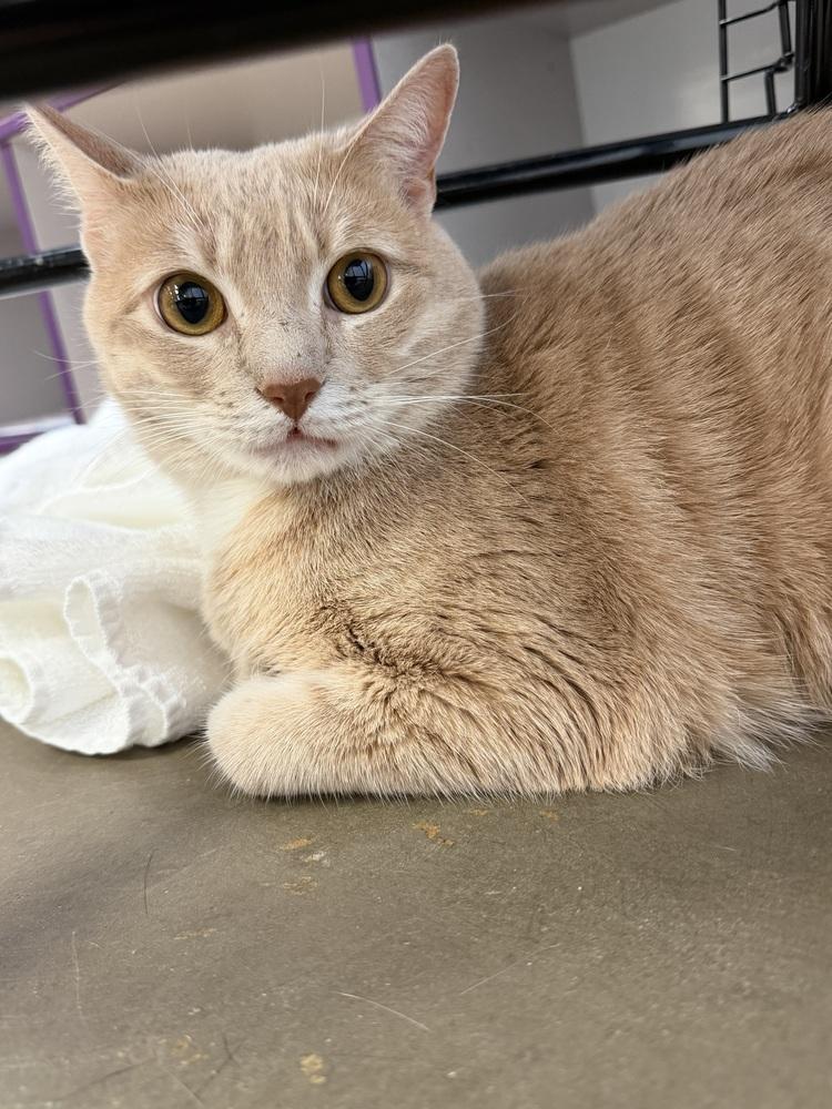 Louie, a Adopted Domestic Short Hair in Cary, NC image 2/3