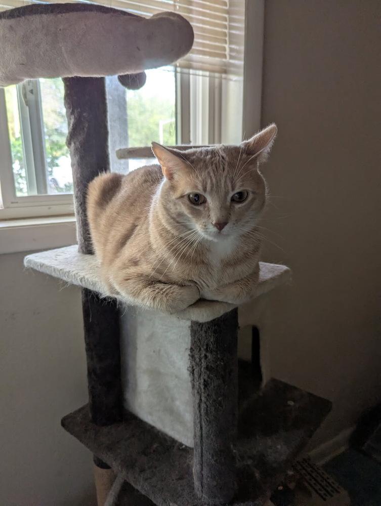 Louie, a Adopted Domestic Short Hair in Cary, NC image 3/3