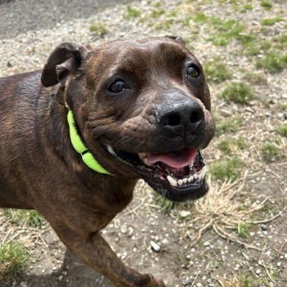 Enlarge Tucker, an adopted mixed breed in Worcester, MA image 1/1