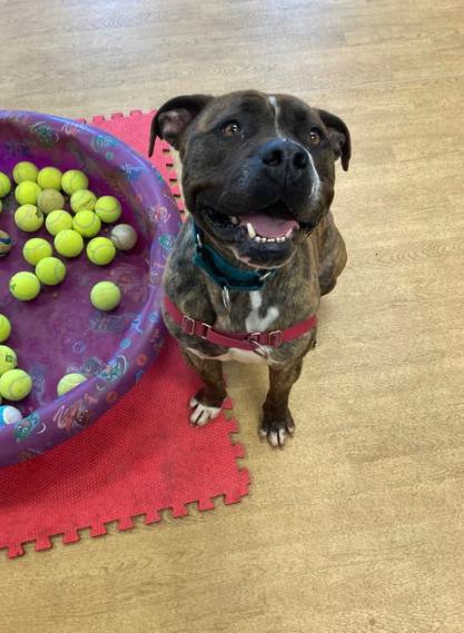 167870 King, an adoptable Pit Bull Terrier in Virginia Beach, VA, 23451 | Photo Image 2