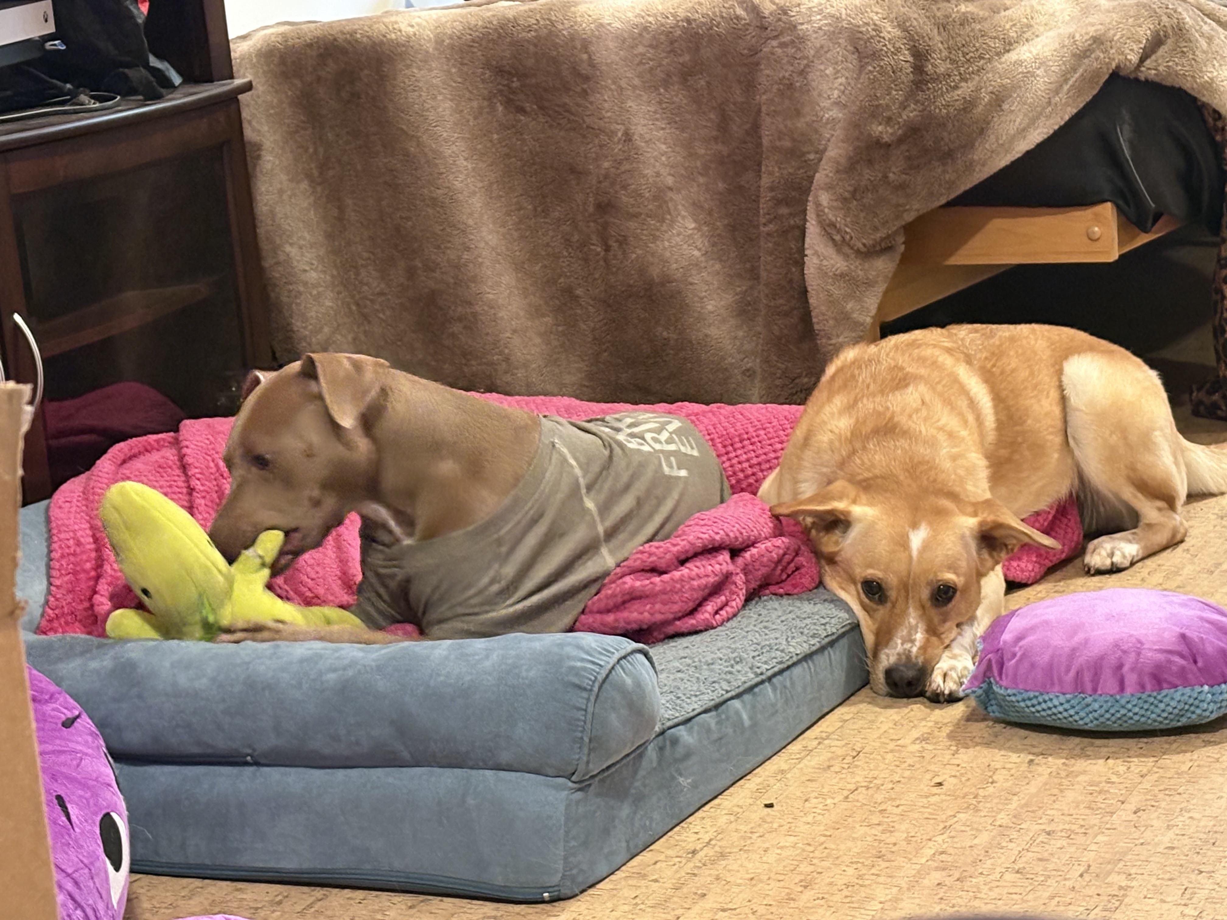 Enlarge Jenkies, a Adoptable mixed breed in Lake George, NY image 2/3