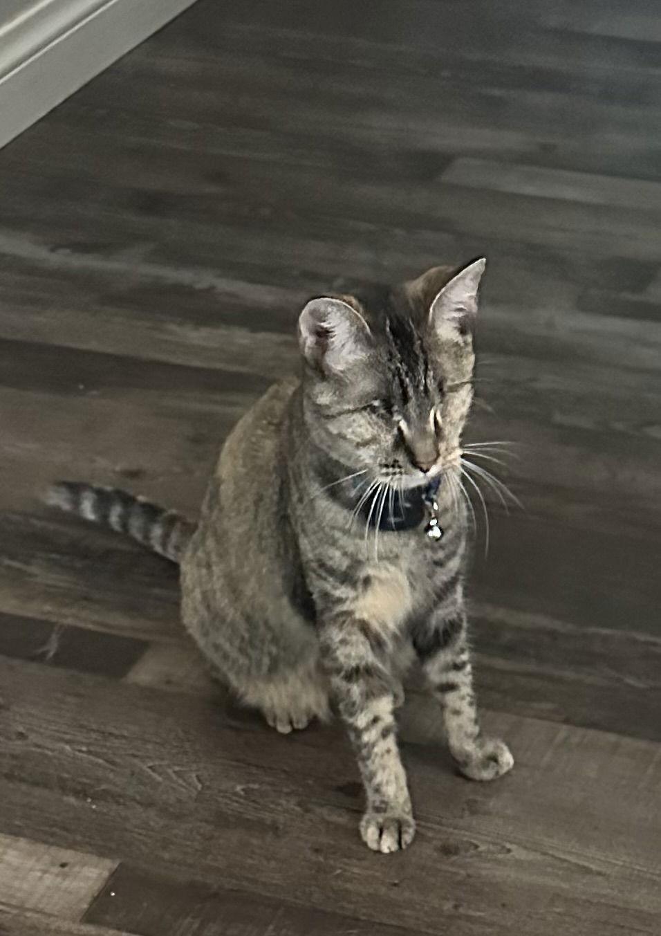 Enlarge Ivy ( BC), a Adoptable Torbie in Vacaville, CA image 1/3