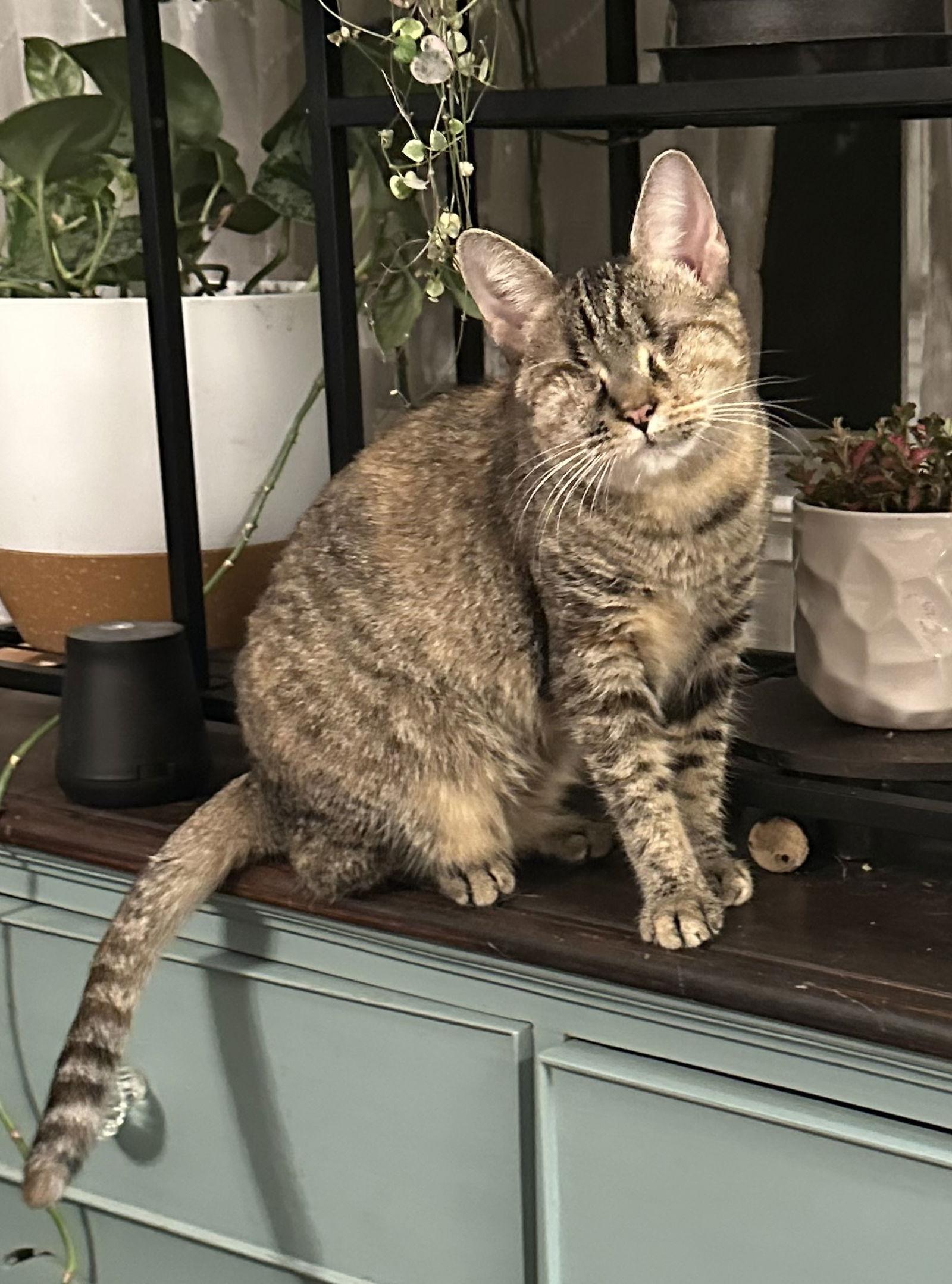 Enlarge Ivy ( BC), a Adoptable Torbie in Vacaville, CA image 2/3