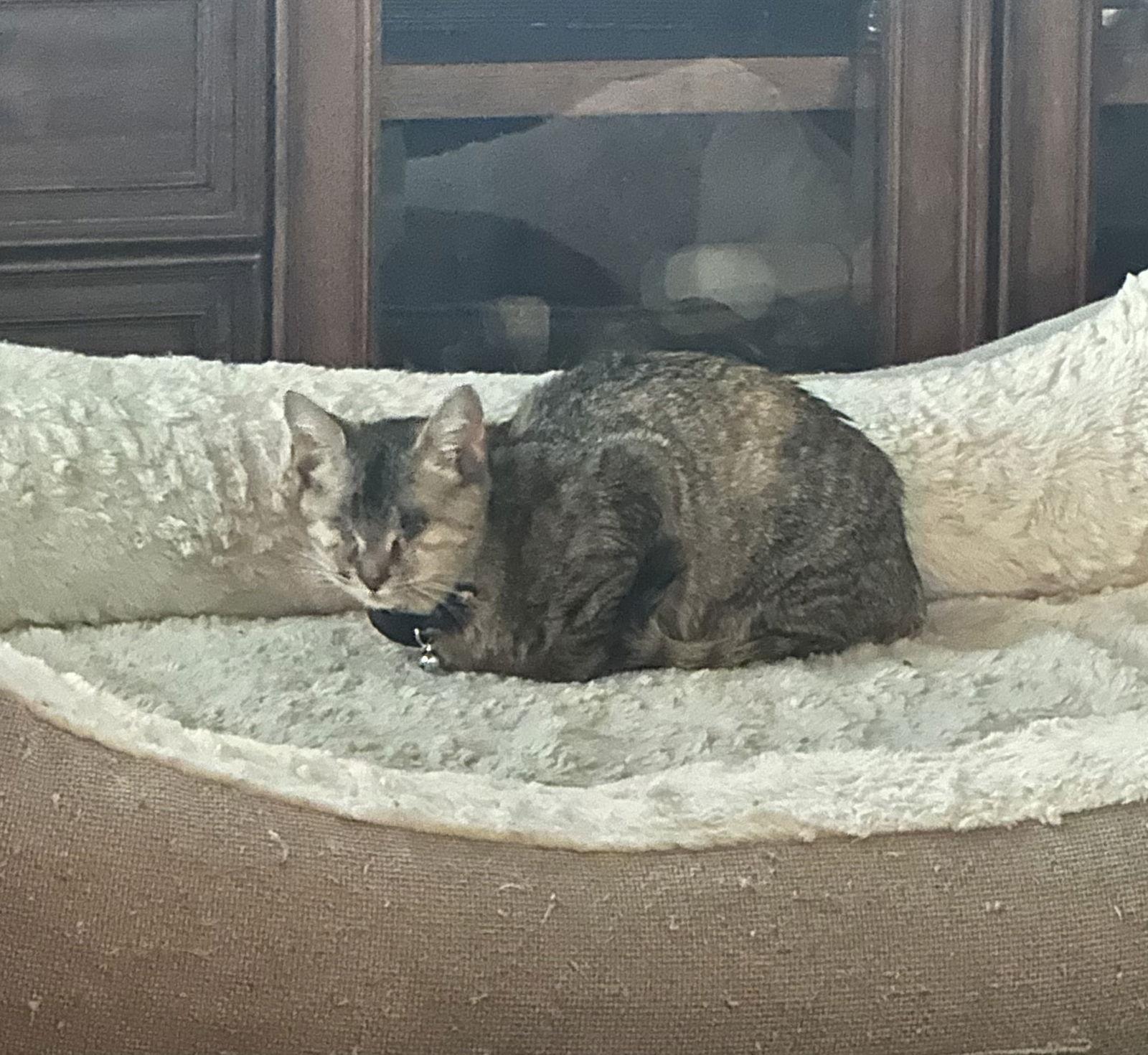 Enlarge Ivy ( BC), a Adoptable Torbie in Vacaville, CA image 3/3