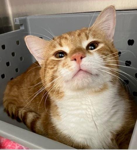 Enlarge TIGER, a Adoptable Domestic Short Hair in Springfield, MA image 1/1